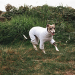 italian greyhound running in heathered grey tracksuit dog pajamas