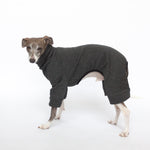 italian greyhound in dog pajama tracksuit dark grey 