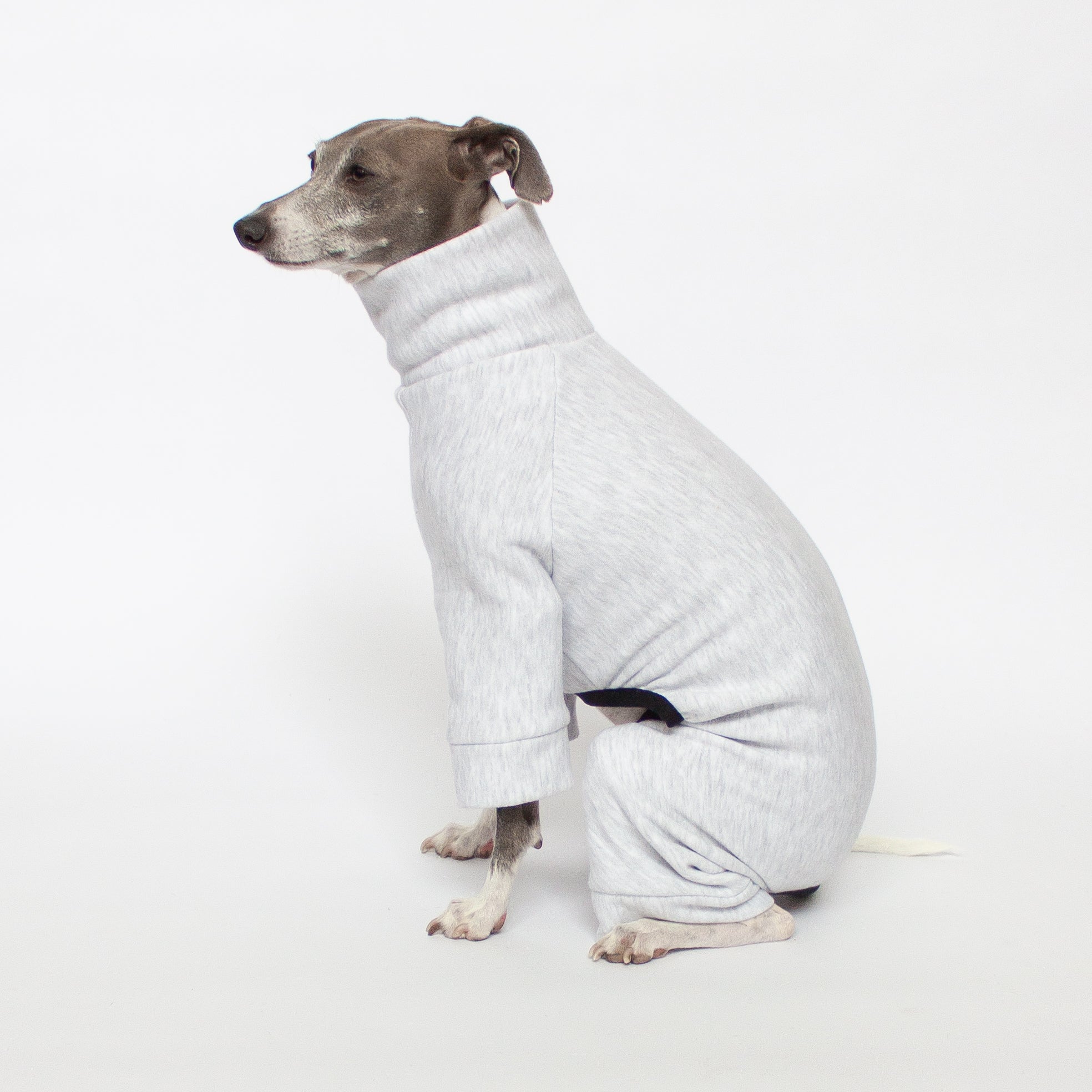 italian greyhound sitting in heathered grey tracksuit dog pajamas
