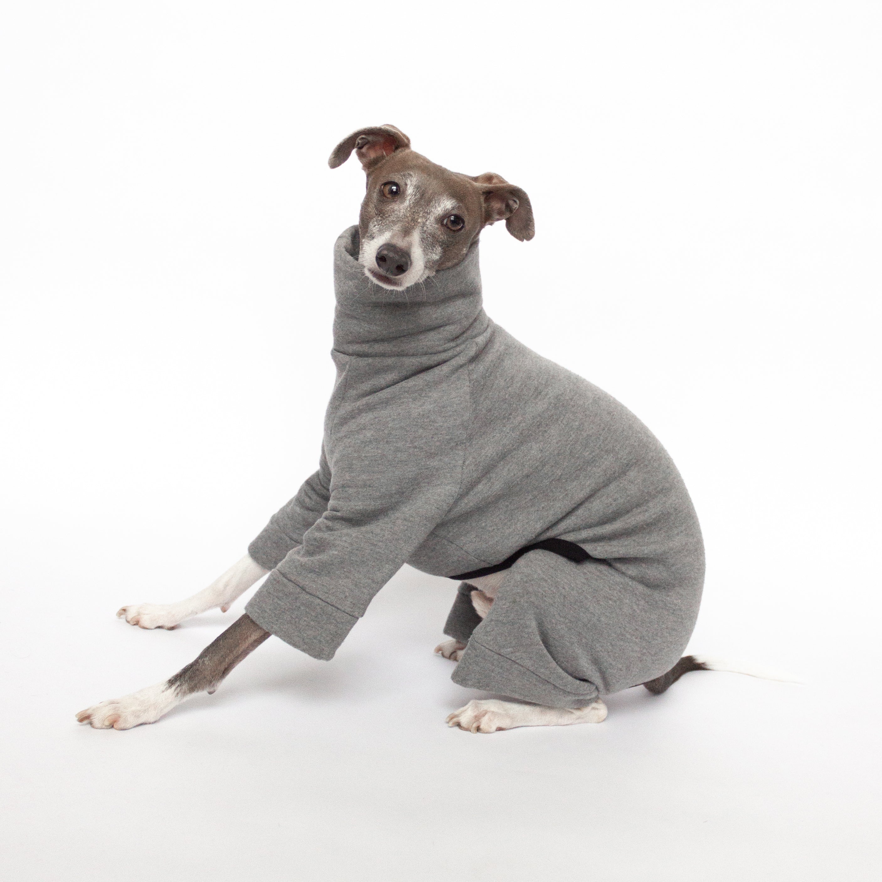 italian greyhound in grey tracksuit
