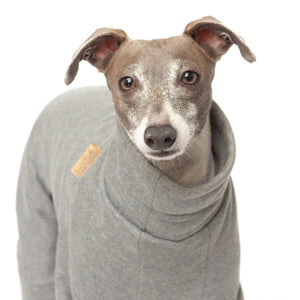 italian greyhound in grey tracksuit