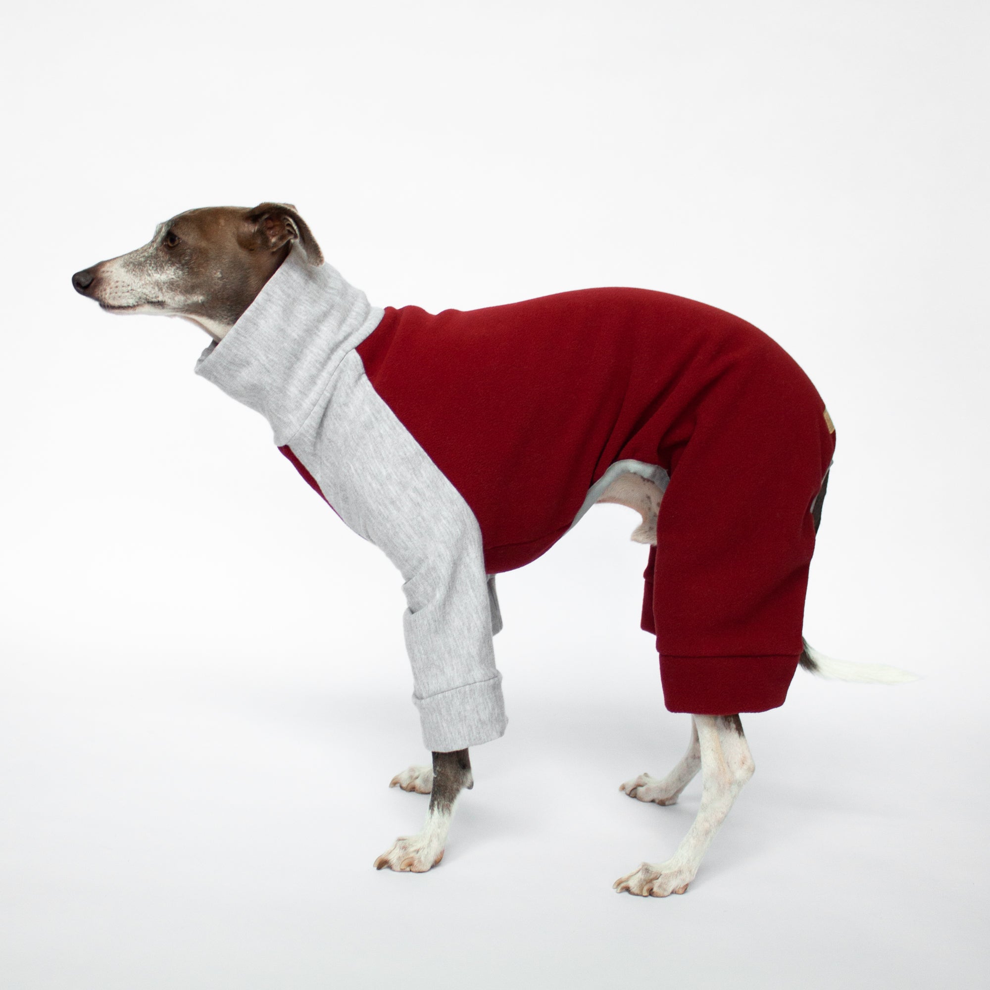 italian greyhound dog wearing red and grey onesie