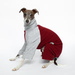 italian greyhound wearing red and grey dog pajamas