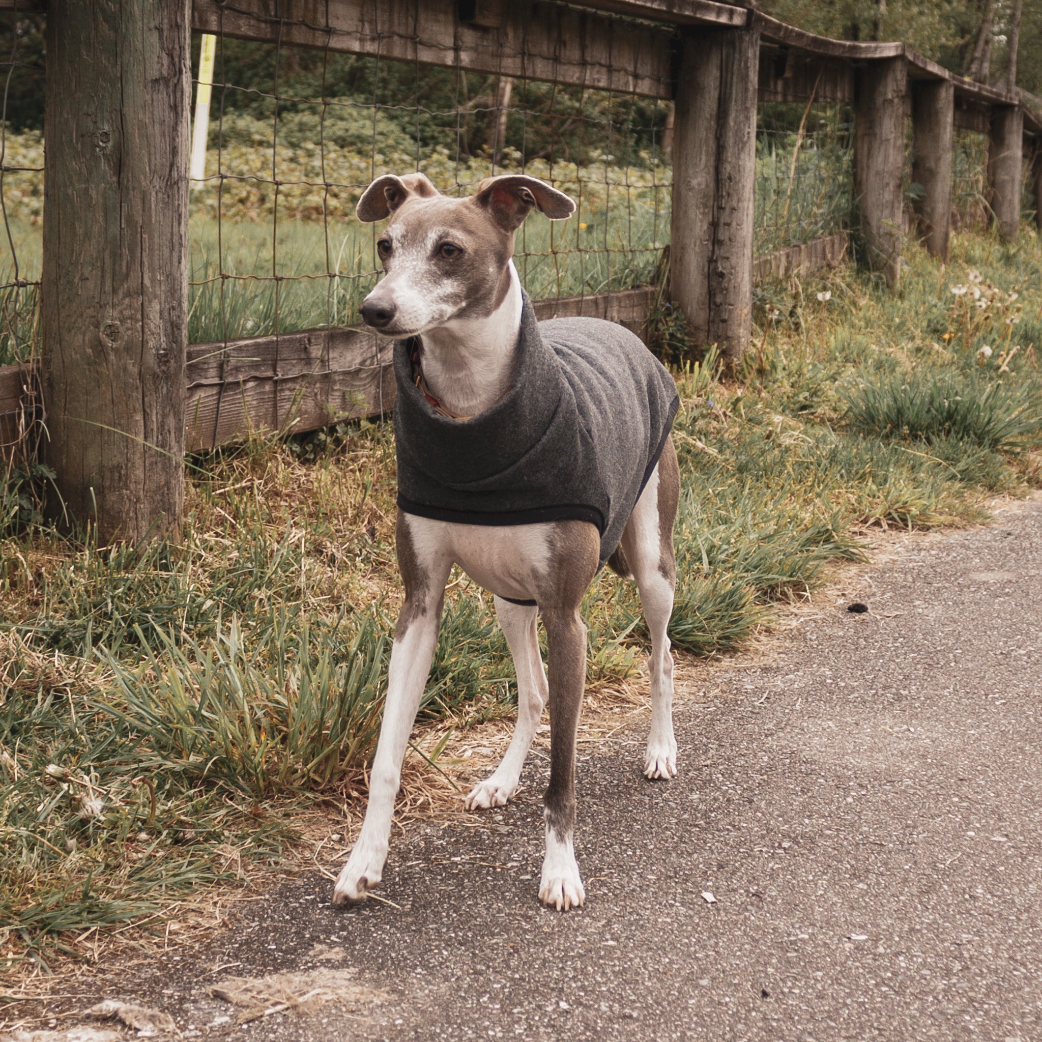 italian greyhound sweater dark grey