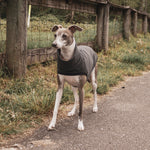 italian greyhound sweater dark grey