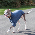 italian greyhound in blue dog sweater