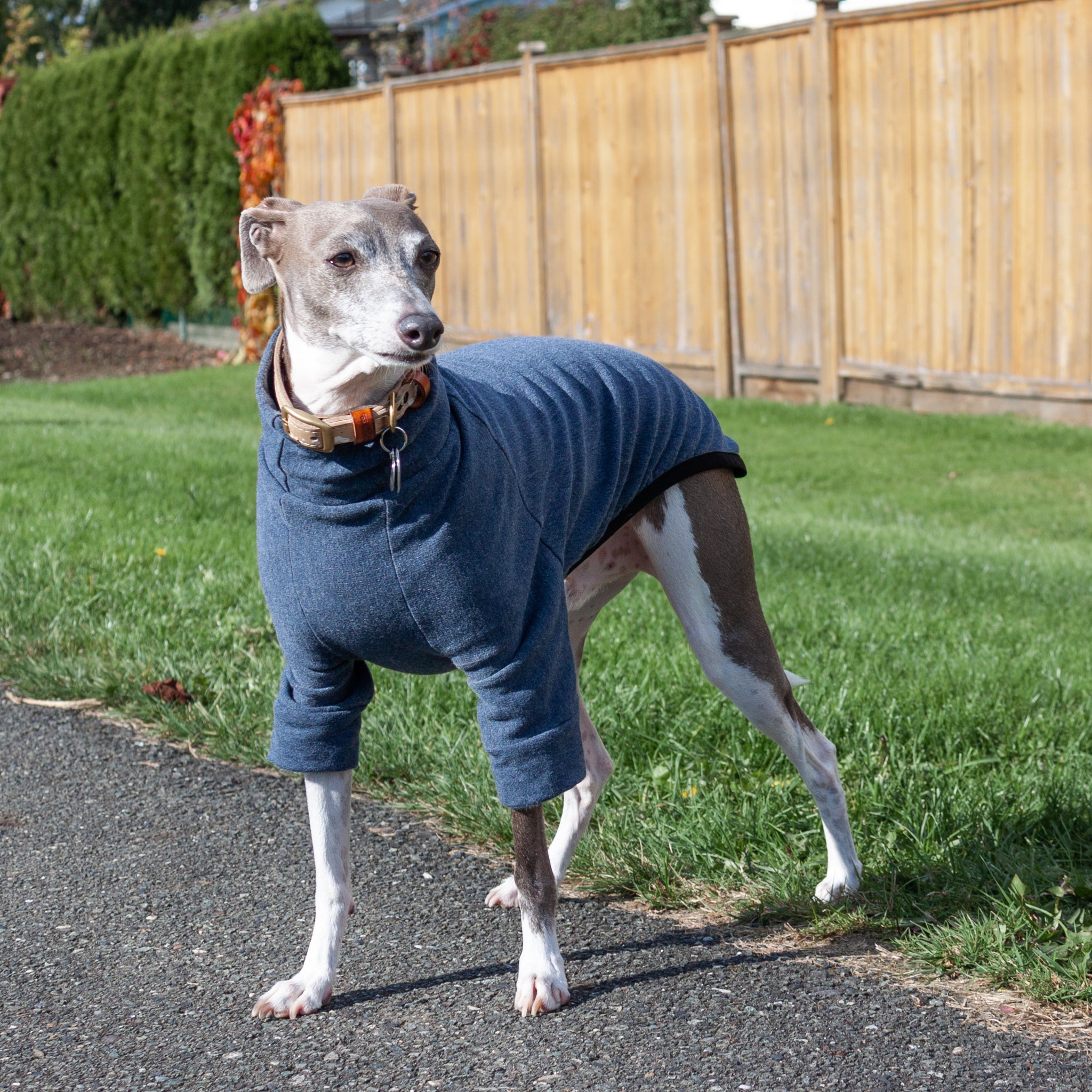 italian greyhound in blue dog sweater
